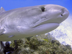 Eye of the Tiger(Shark).......Beautiful 12' Tiger Shark c... by Gary Curtis 